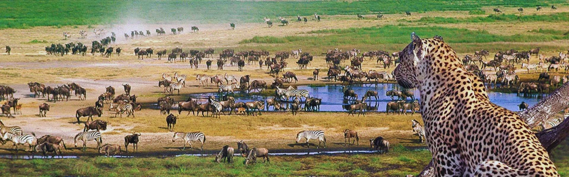 jim corbett national park