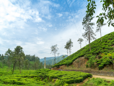 Kerala Bliss Odyssey