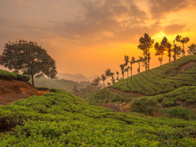 Serene Munnar Getaway